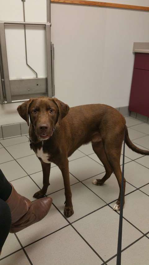 Care First Animal Hospital at Glenwood