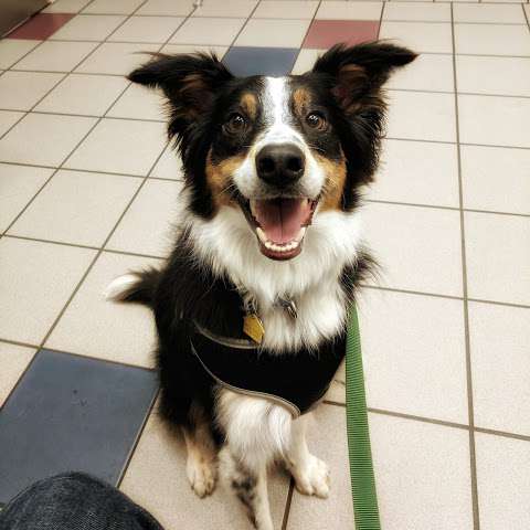 Complete Pet Care Animal Hospital at Falls Pointe