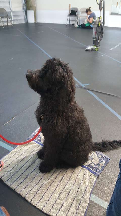 Teamworks Dog Training